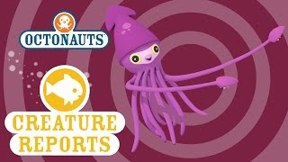 Octonauts Creature reports  Colossal Squid [upl. by Elwin579]