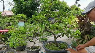 Twisting and Defoliating My Acerola Cherry Bonsai Material  Barbados Cherry  Another Acerola Video [upl. by Negaet]