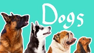 15 Dog Breeds  Dogs for Kids [upl. by Silva]