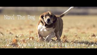 Navi the Basset Hound Running In Slow Motion HD [upl. by Annaeoj]