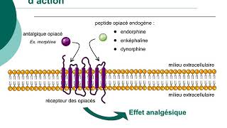 Pharmacologie des médicaments antalgiquesCours commenté [upl. by Nahtanoy]