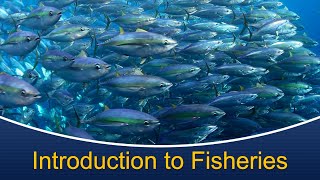 Marine Biology at Home 9 Introduction to Fisheries [upl. by Nahshu]