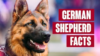 German Shepherd Everything You Need to Know [upl. by Mateya]