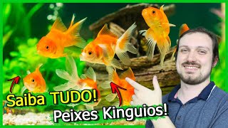 Saiba TUDO Sobre o Peixe KINGUIO [upl. by Kaz560]