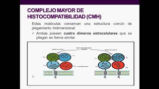 Introducción a la inmunología humana  Clase 5 CMH TCR y BCR [upl. by Nylessej63]