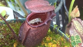 Nepenthes rajah eat huge fly 食虫植物 ウツボカズラ捕虫動画 【食虫植物TV】 [upl. by Gile]