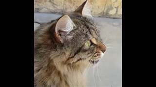 Cats Chirping and Chattering  CAT COMPILATION [upl. by Donohue]