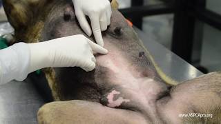 SpayNeuter Surgery Incision Placement [upl. by Gibb]