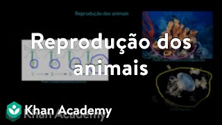 Reprodução dos animais [upl. by Nivlak]