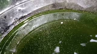 DAPHNIA MOINA CULTURE IN A SMALL BUCKET [upl. by Devin]