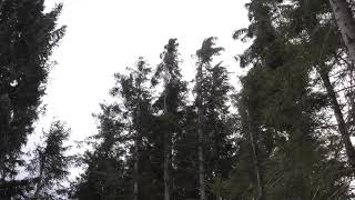 Strong Howling Wind Sound 2 Hours  Swaying Spruce Trees in The Wind [upl. by Aerahs886]