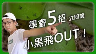 5招杜絕萬惡的小飛蚊  小黑飛  黑翅蕈蚋  尖眼蕈蠅  宅栽 [upl. by Annahtur]