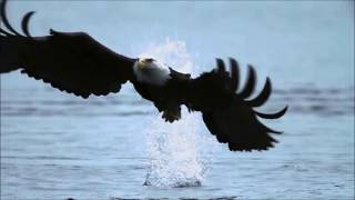 Fly Like An Eagle  Steve Miller Band Music Video HD [upl. by Nordine245]