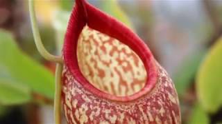 All About Nepenthes Repotting care culture and fun facts [upl. by Jeunesse]