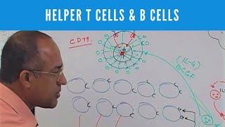 Helper T cells  CD4 and B cells  Lymphocytes  Immunology [upl. by Edahc]