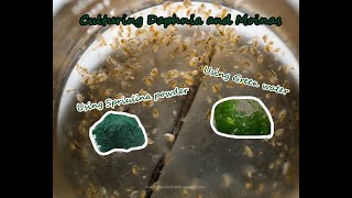 How To Culture Daphnia and Moinas using Green Water Spirulina powder [upl. by Elfrieda743]