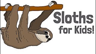 Sloths for Kids [upl. by Oynotna871]