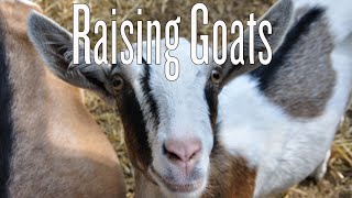 Raising Backyard Goats [upl. by Debora]