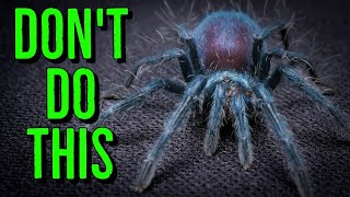 AVOID THESE Beginner Tarantula Keeper Mistakes [upl. by Harley835]