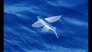 Facts The Flying Fish [upl. by Eidoj677]