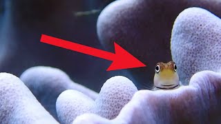 Funny Blenny Fish Compilation  Watch Coolest Blenny Fish [upl. by Einamrej111]