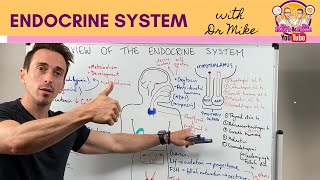 Overview of the Endocrine System [upl. by Oribel881]