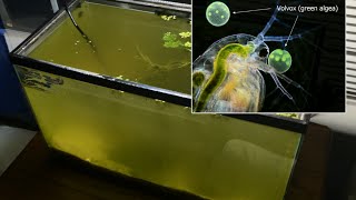 Raising Daphnia for the Freshwater Aquarium [upl. by Meeks]