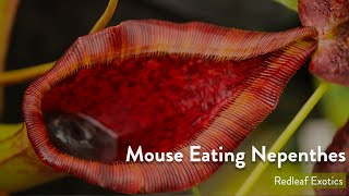 5 Nepenthes That Eat Mice [upl. by Edaj]