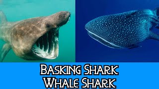 Basking Shark amp Whale Shark  The Differences [upl. by Prober899]