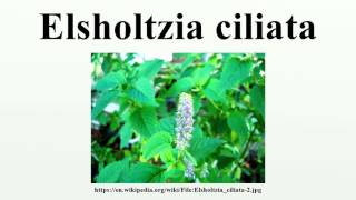 Elsholtzia ciliata [upl. by Enoyrt]