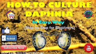 HOW TO CULTURE DAPHNIA In Easy Way [upl. by Esikram]