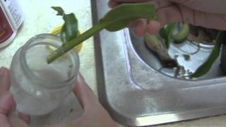 Propagating Nepenthes Through Cuttings [upl. by Ayhtin]