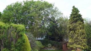 Trees and Plants at 30 mph wind [upl. by Kersten]