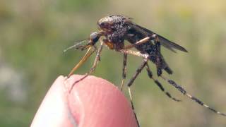 American Giant Mosquitoes [upl. by Serrell]