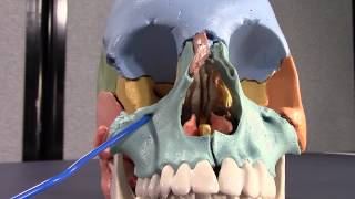 Human Cranial Osteology Part V Maxilla and Zygomatic bones [upl. by Carmel]