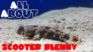 All About The Scooter Blenny or Dragonet [upl. by Volny]