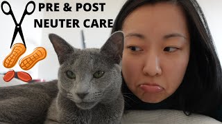 Cat Neutering Our experience and Practical Care Tips [upl. by Colette404]