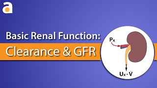 Basic Renal Function Clearance and GFR [upl. by Haynes]